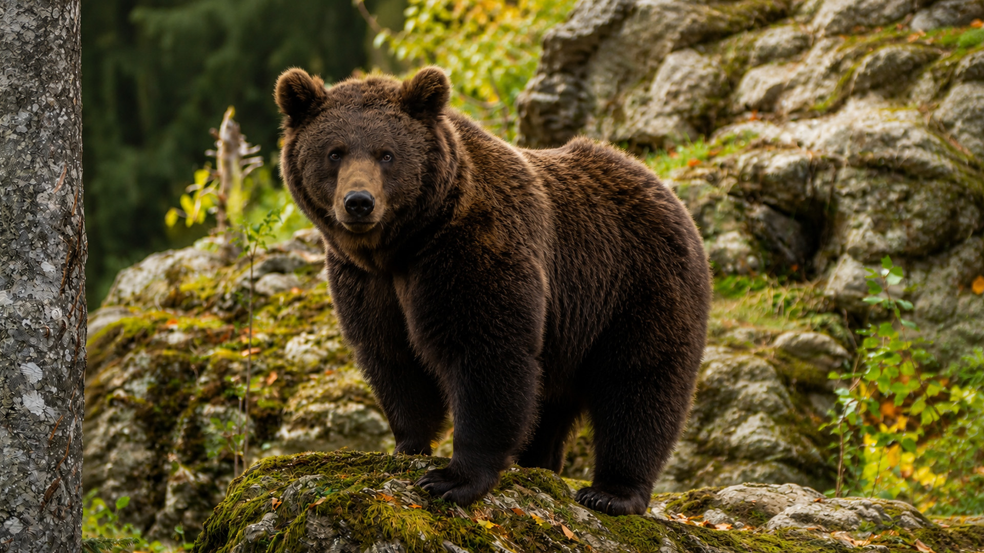 Hidden camera captures a massive brown bear watching from rocky ground
