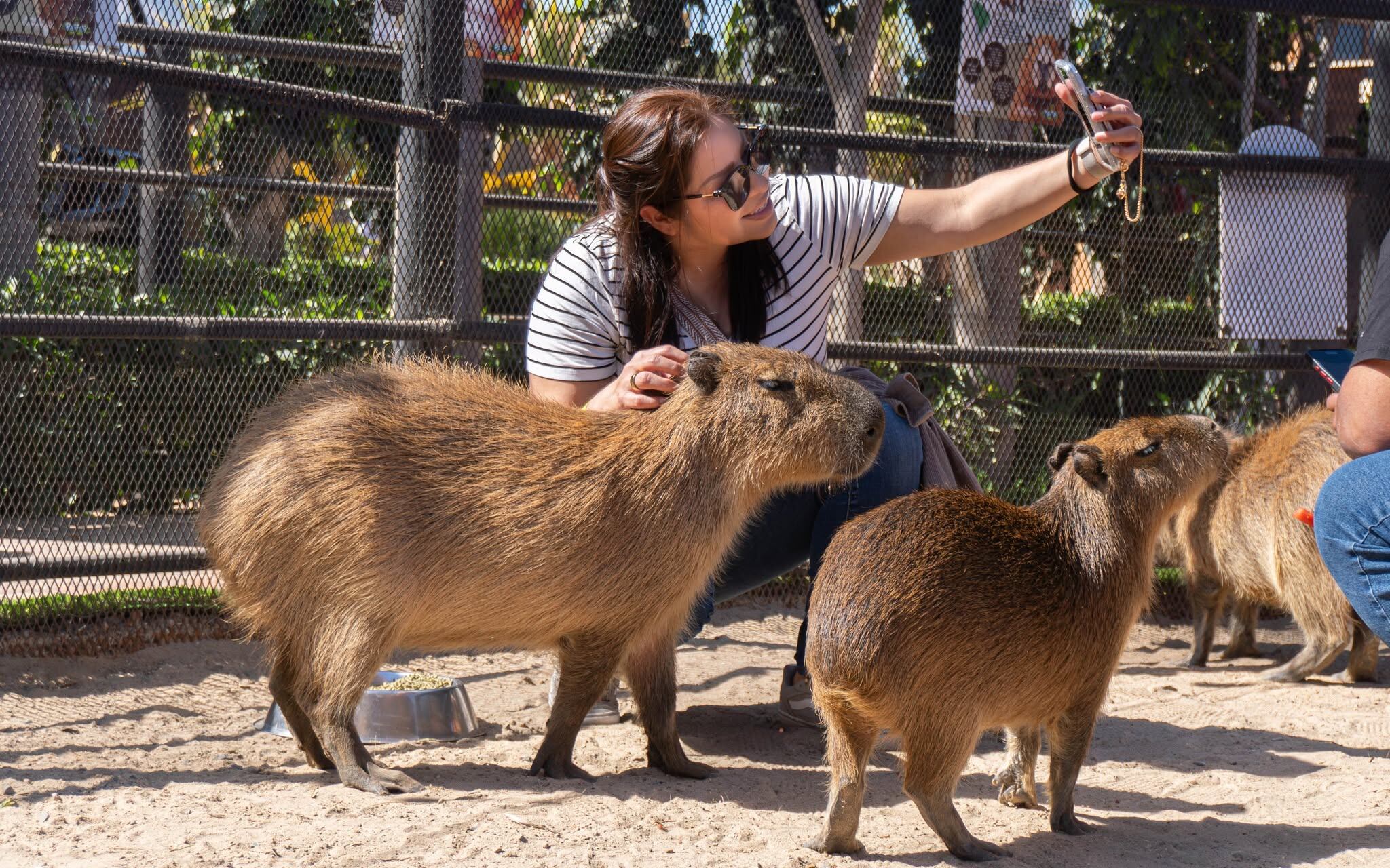 Los capibaras tienen un lugar especial en Baja California donde puedes ...