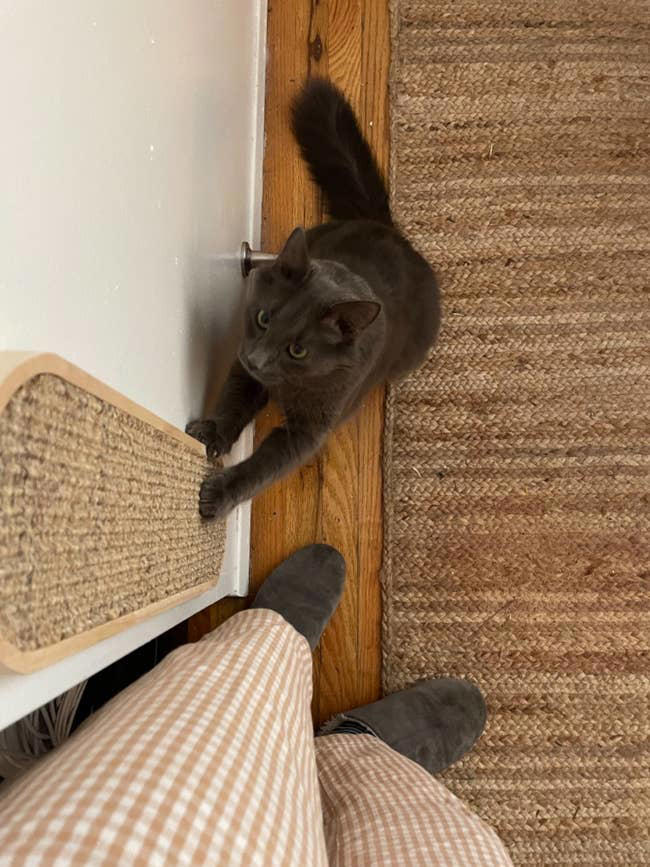 27 things you need if your cat is 100% a diva