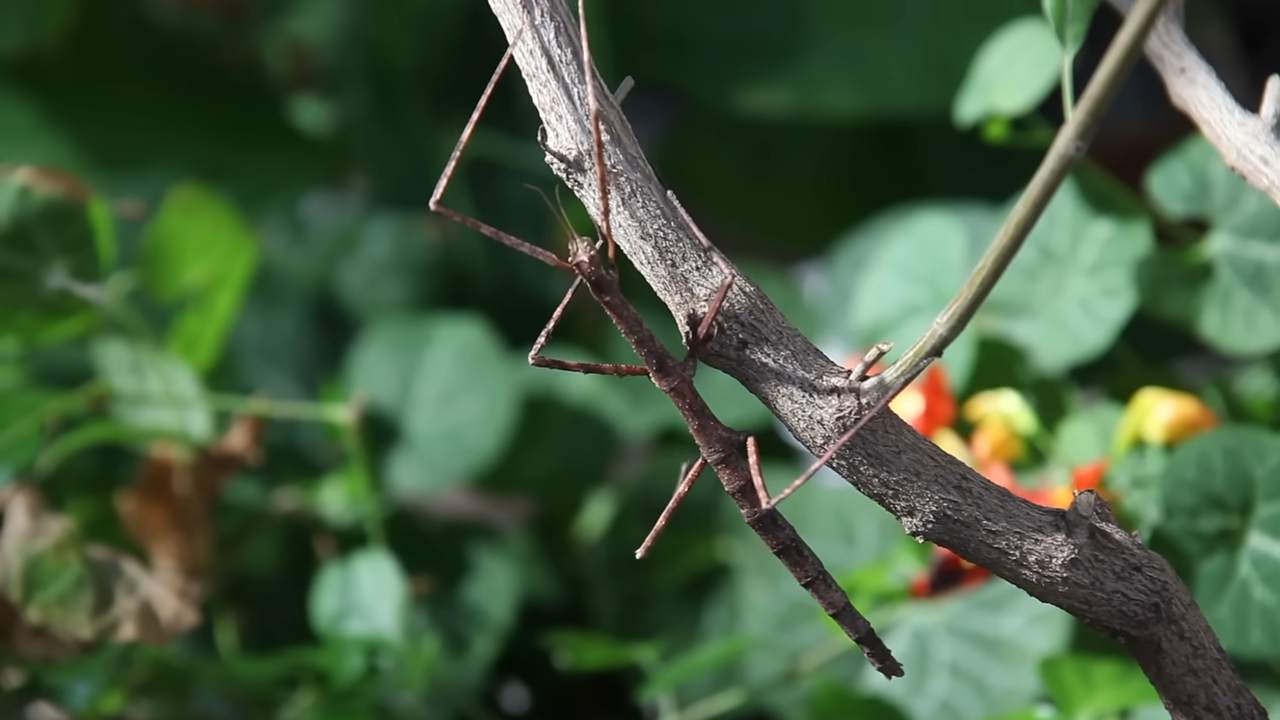 This insect looks exactly like a stick - until it suddenly starts moving