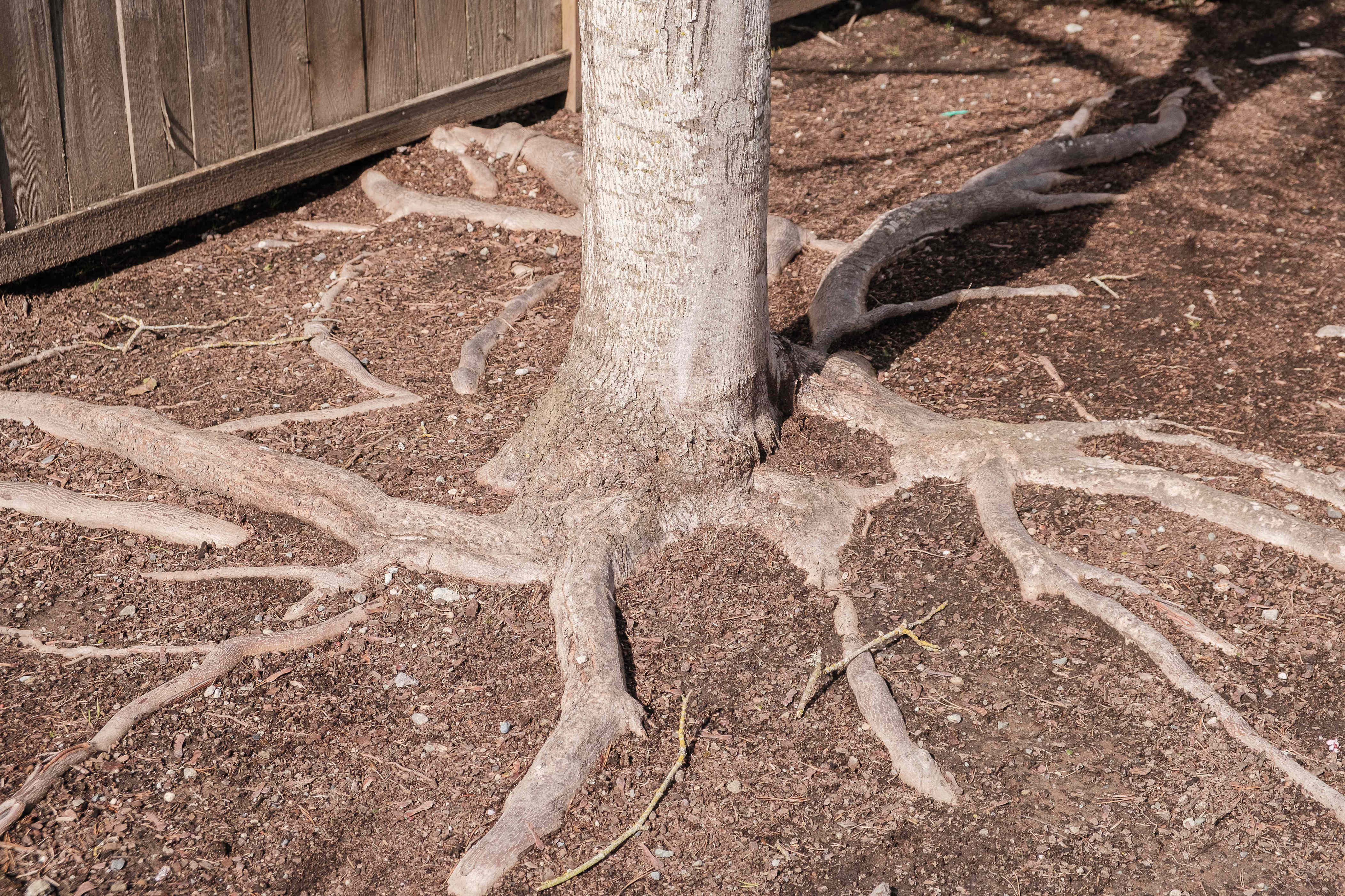 Should you cover exposed tree roots with soil? Here's what arborists say