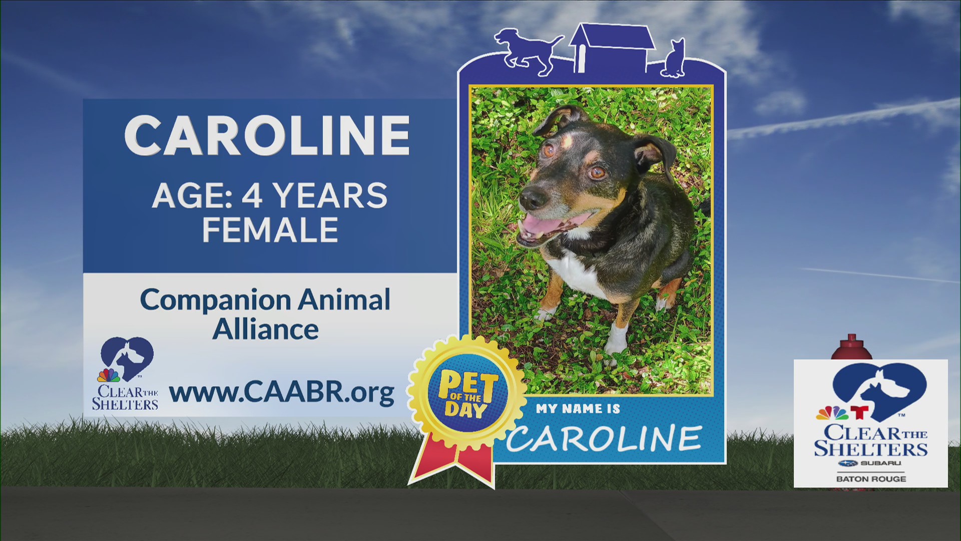 Clear the shelters: Meet Caroline