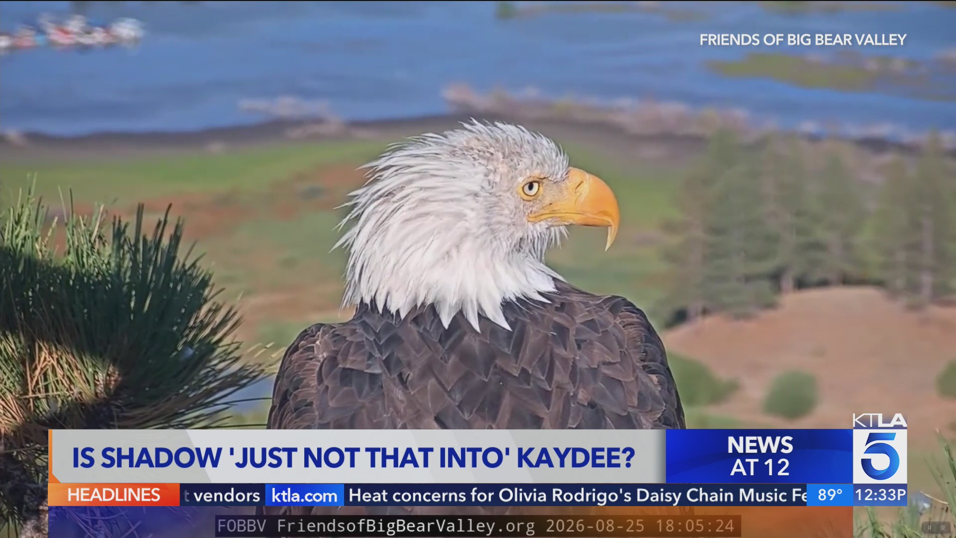 Is Shadow 'just not that into' Kaydee? Experts cast doubt on eagle ...