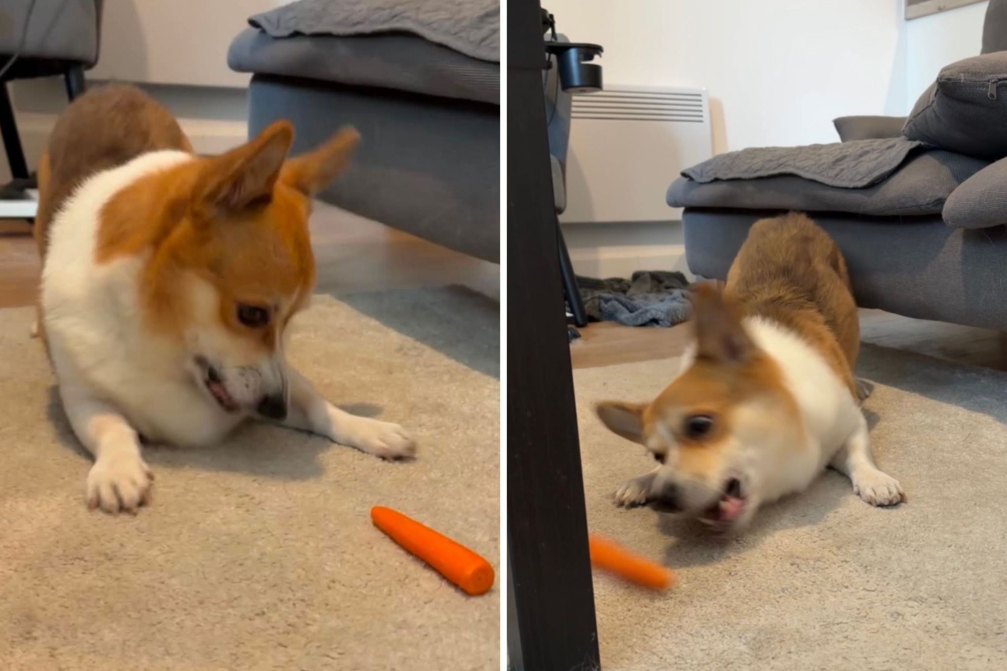 Woman gives dog carrots on her vet's advice—not ready for what happens next