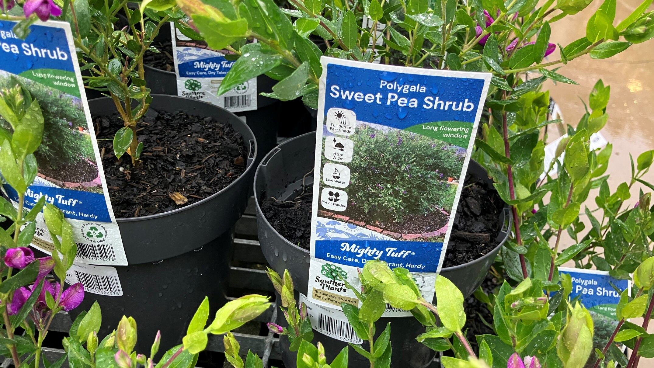Invasive Species Council calls for popular 'sweetpea' sold at Bunnings ...
