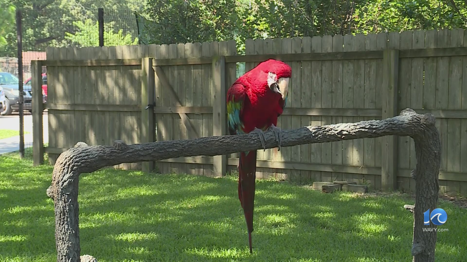 Virginia Zoo highlights animal ambassadors