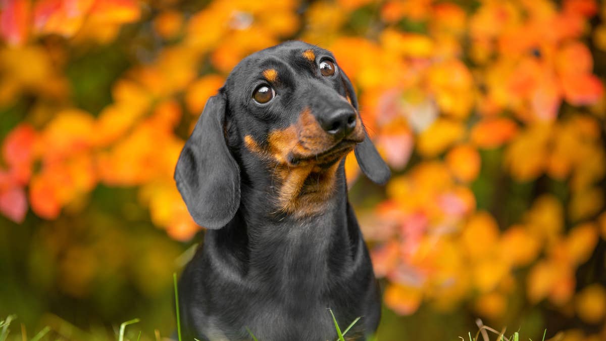 Dachshund in a wheelchair steals hearts while running in Washington state 'wiener dog race'