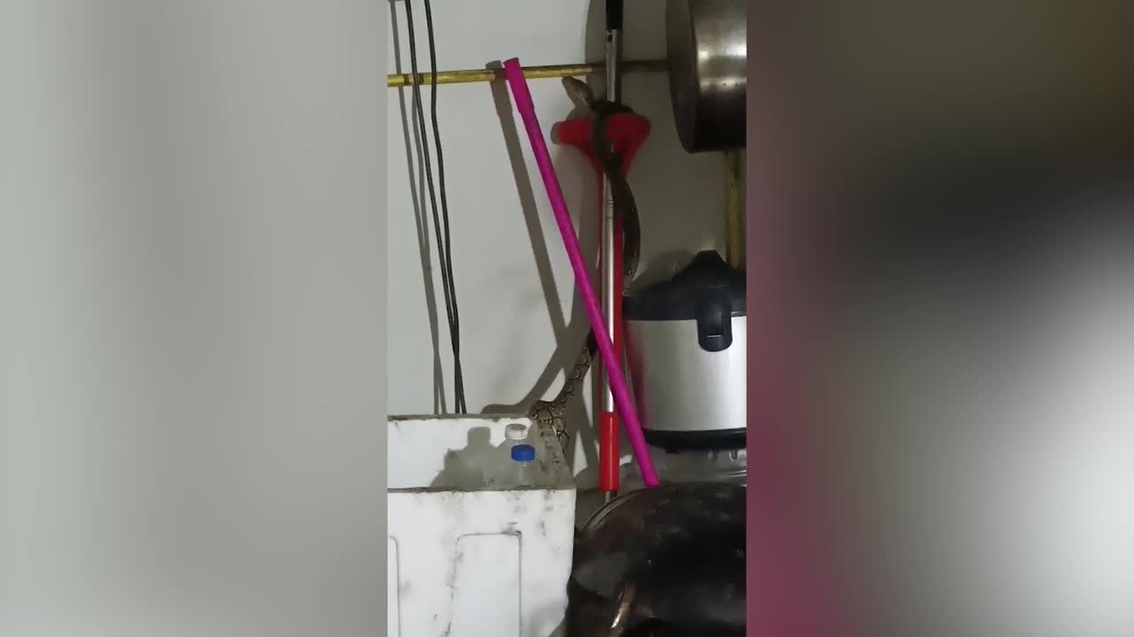 Huge python slithers across kitchen wall in Thailand