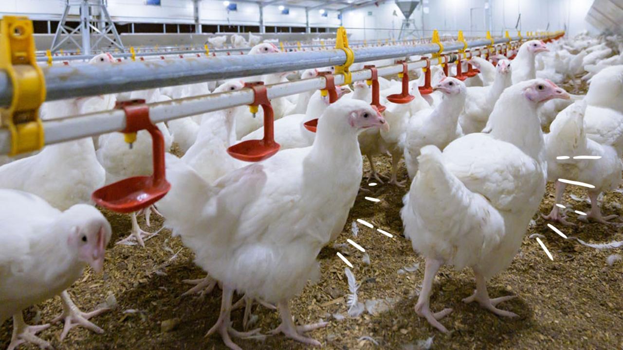 Stark price warning amid bird flu crisis