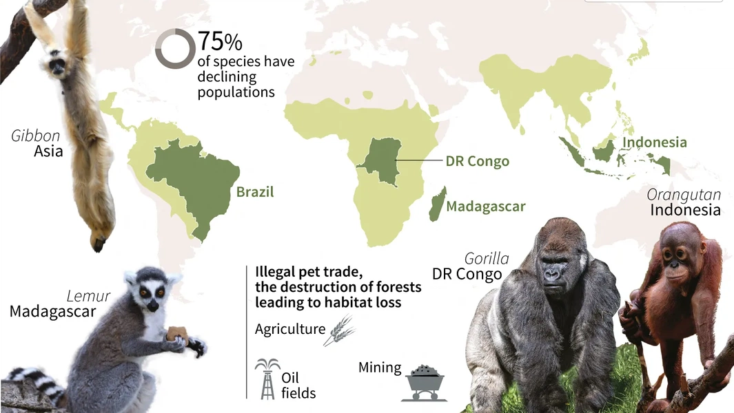 inside-the-secret-lives-of-endangered-monkeys