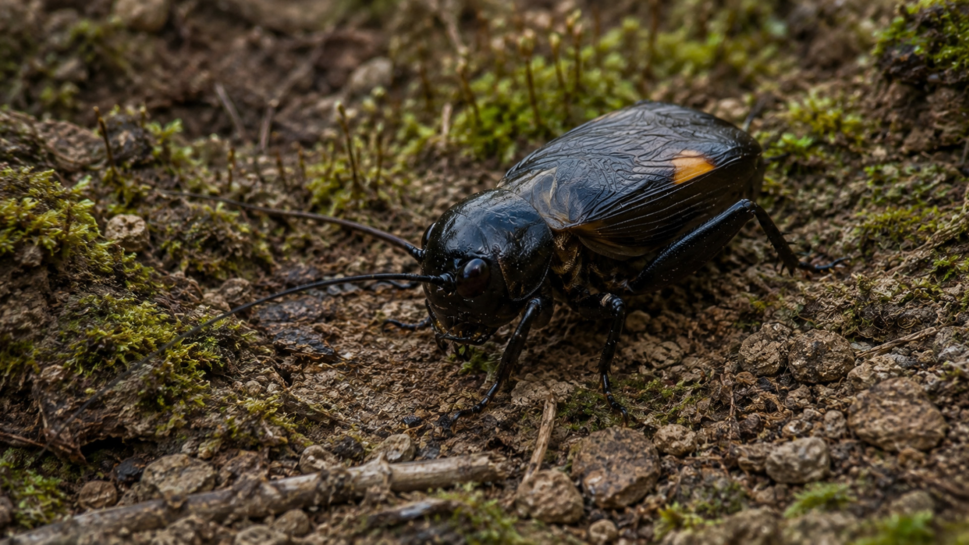 Field cricket emerges across the forest floor on hidden camera