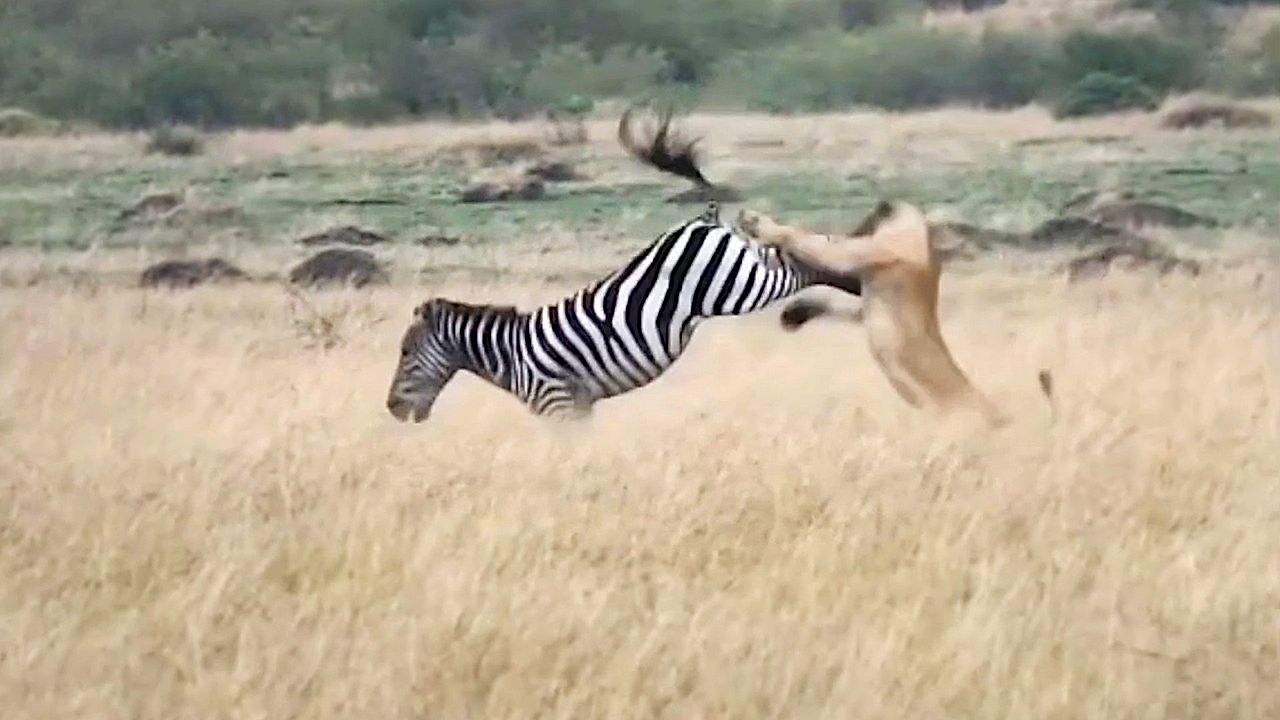 Zebra escapes hunting lion with a perfectly timed kick