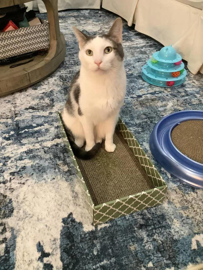 You adopted a cat: Here are 26 essentials you’ll definitely want to own