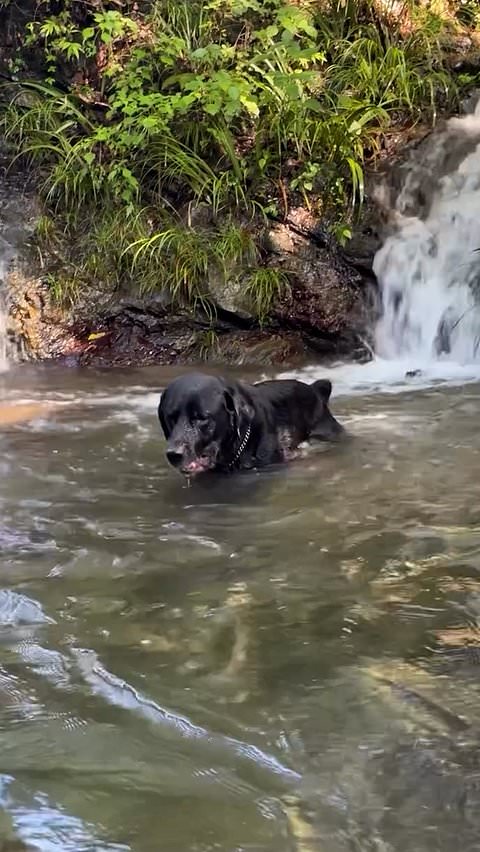 Dog practices swimming during a lesson