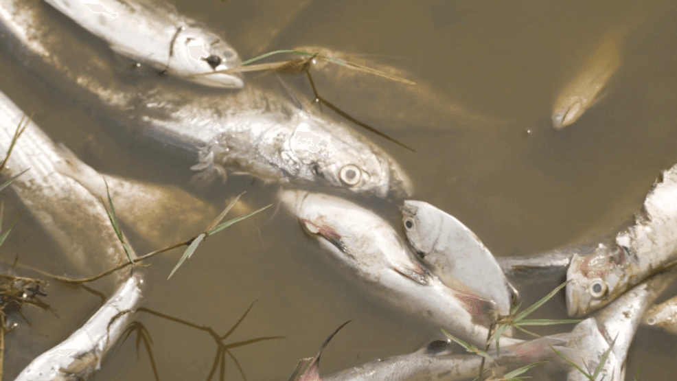 DNR investigates fish kill near Peosta in Dubuque County