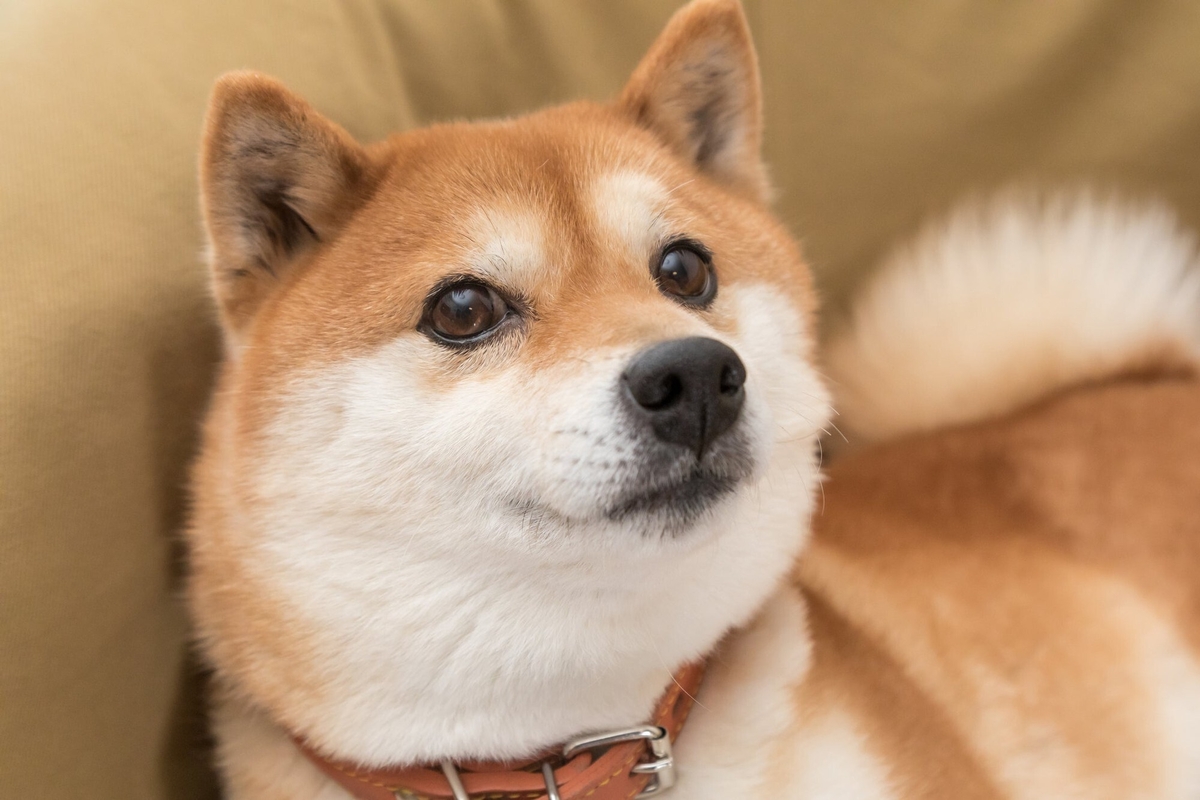 Why is Dogecoin down?
