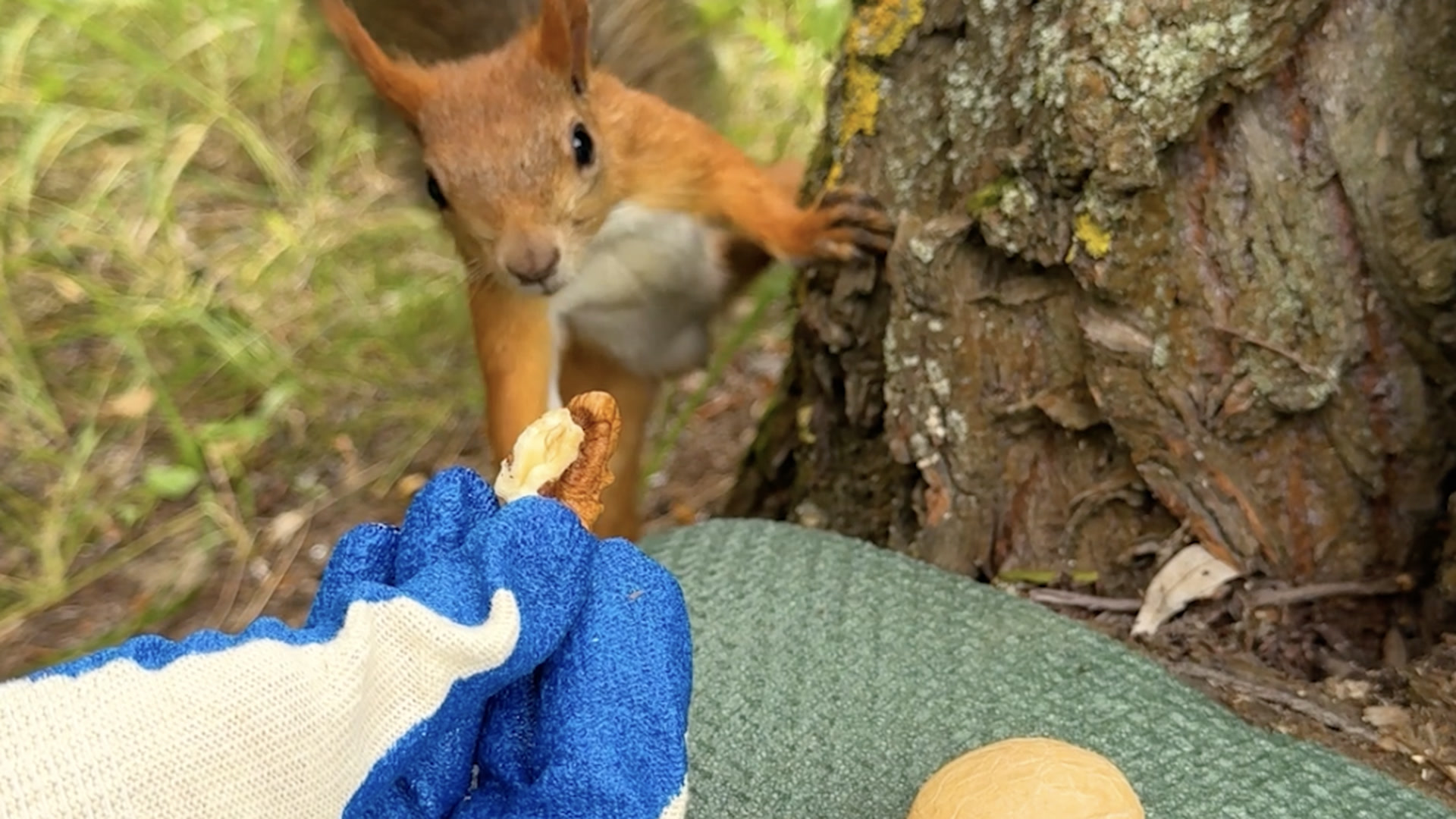 Adventures of a beautiful woman in the forest!