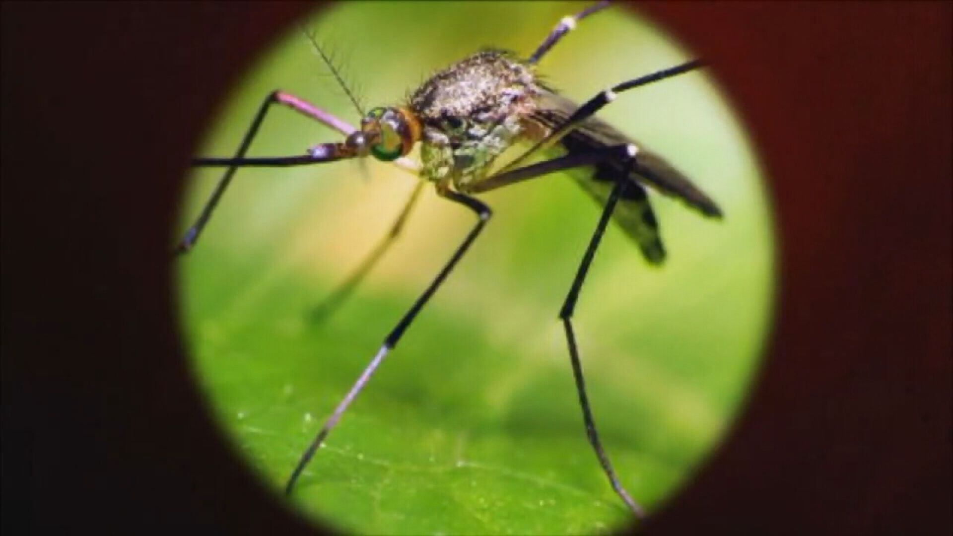W Nile worries rise after death, positive tests here and elsewhere