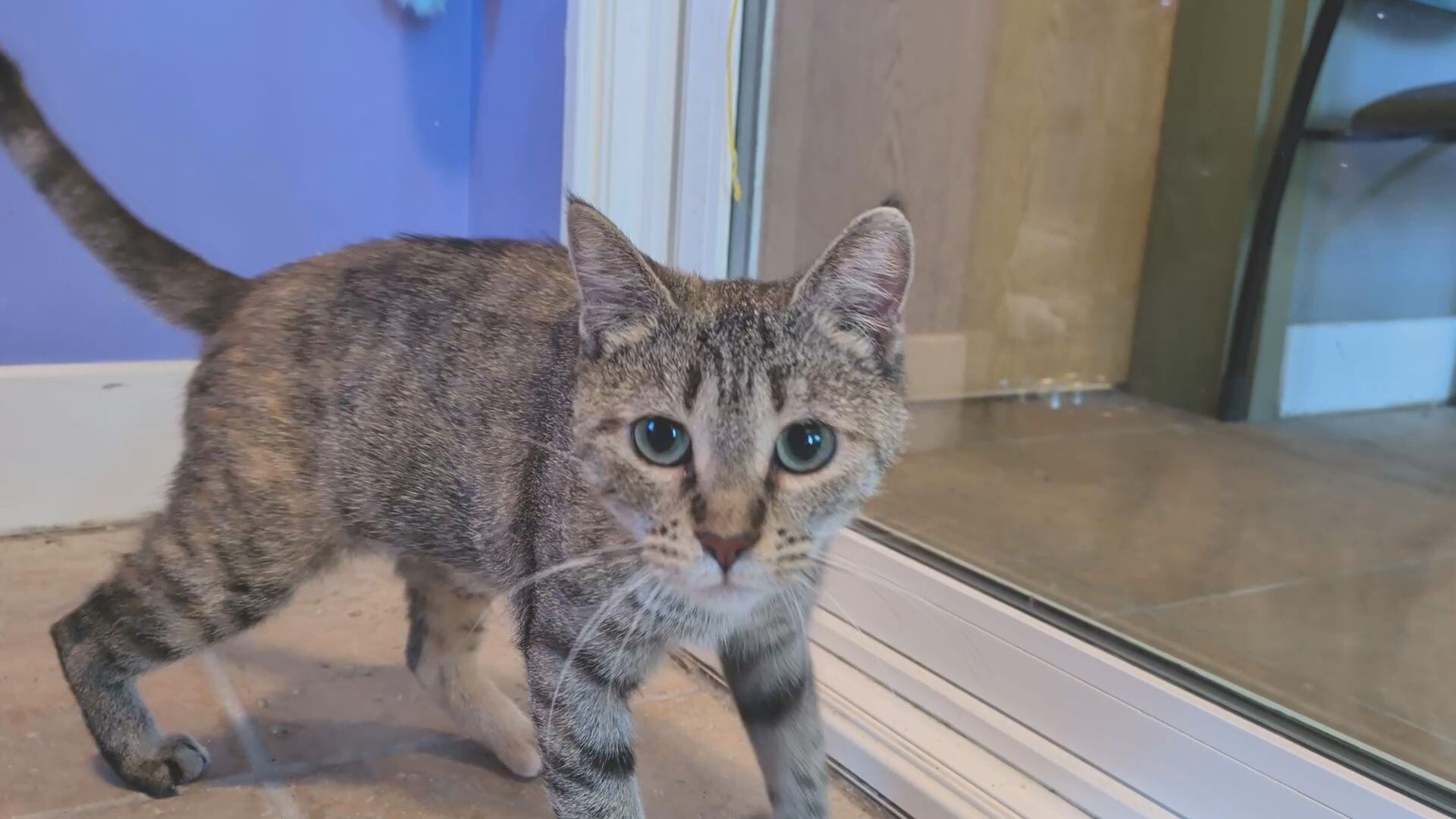 Pick of the litter: Cannoli