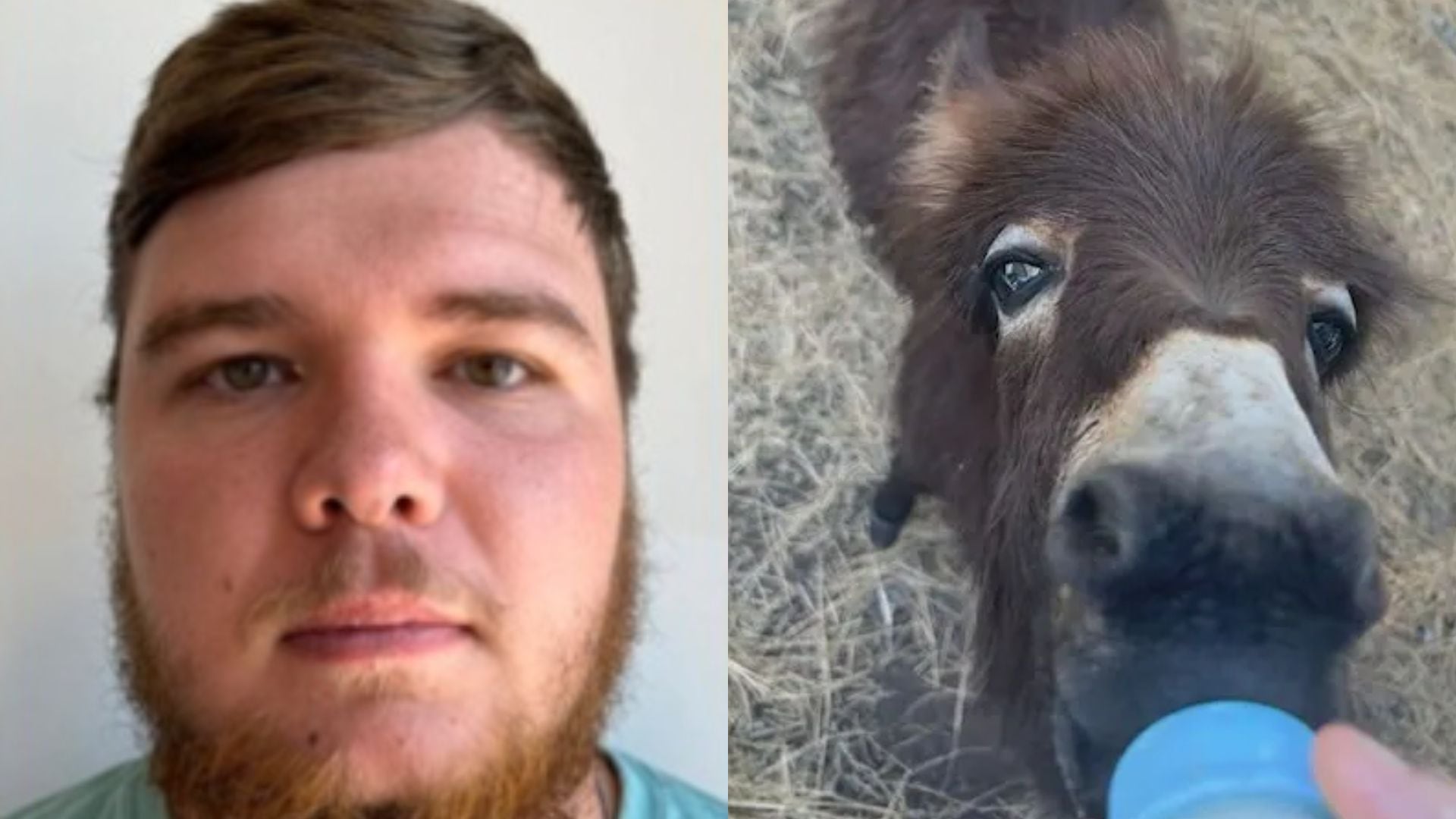 Officer reveals why he shot, killed family's miniature donkey: 'HeeHaw'