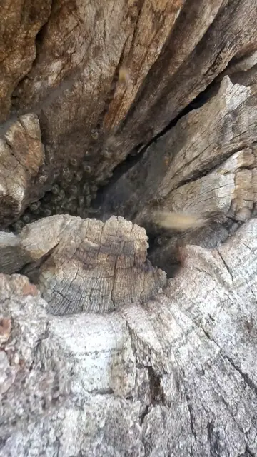Thousands of bees pour from hidden tree hive in suburb