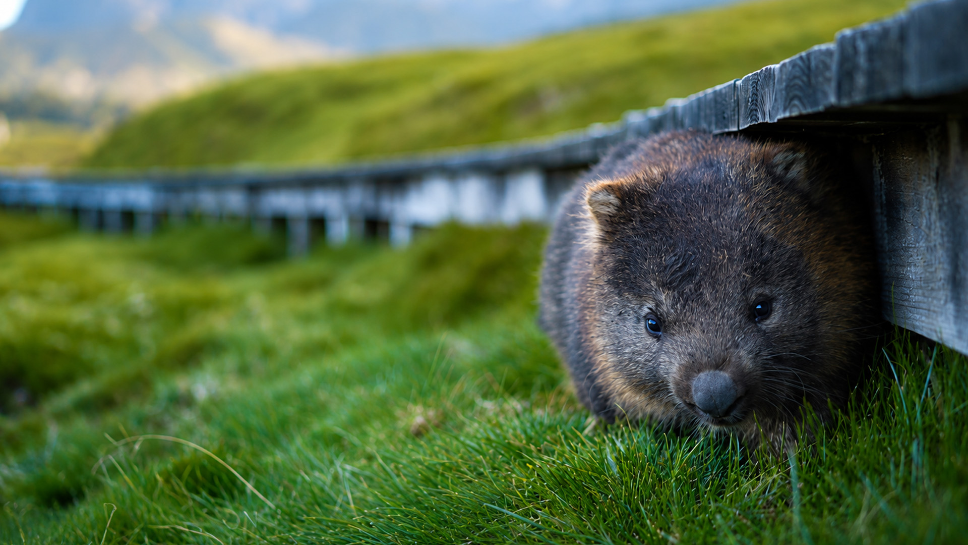 This wombat uses human structures for shelter