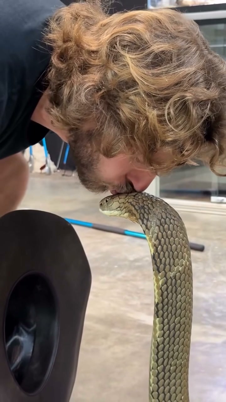Observing a king cobra up close