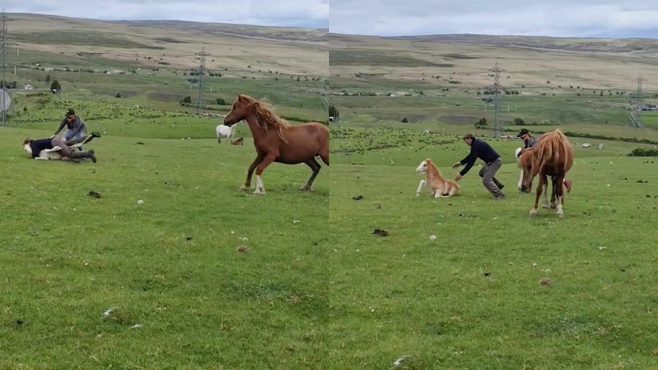Heartwarming rescue: Team liberates foal from plastic bottle