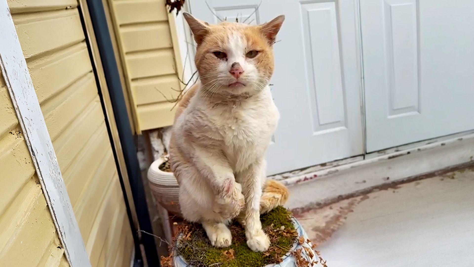 Cat found crying alone in the snow finally gets his happy ending