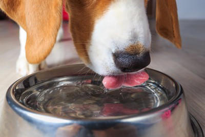 犬に『水分補給』をさせるときのタブー行為6選 水を飲んでくれないときの対処法まで解説
