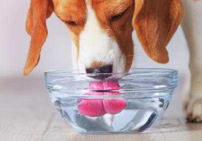 犬に『水分補給』をさせるときのタブー行為6選 水を飲んでくれないときの対処法まで解説