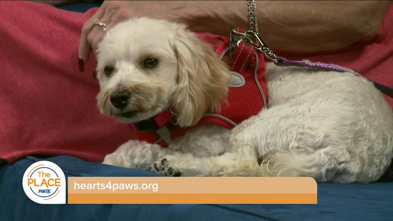 Let's find Bella a home!