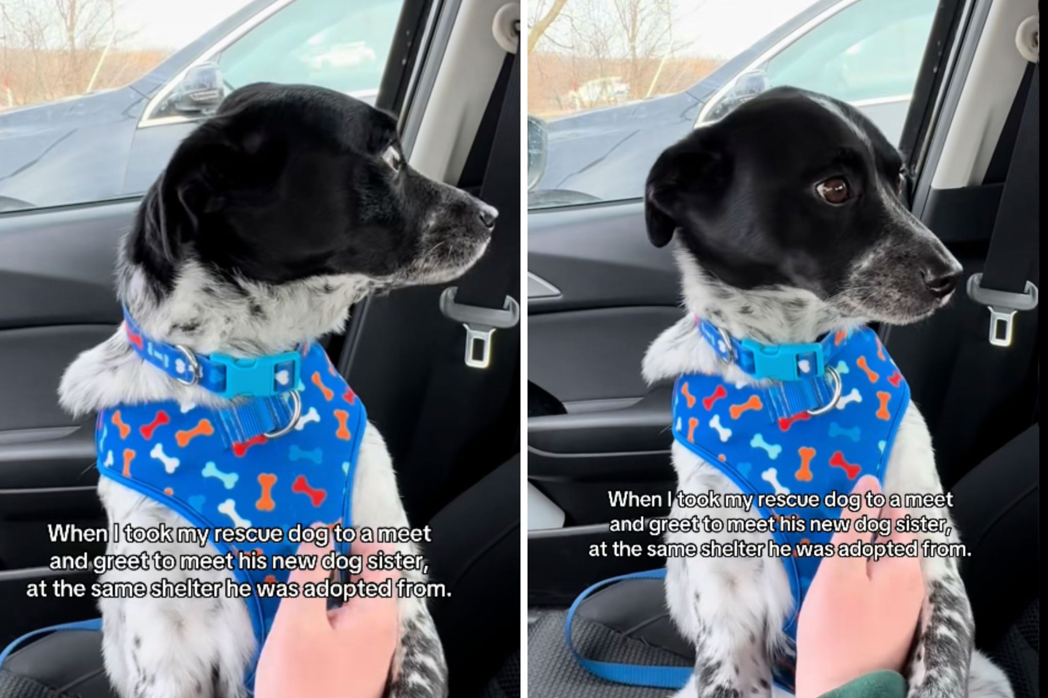 Worried rescue dog recognized he was back at shelter—then came the twist