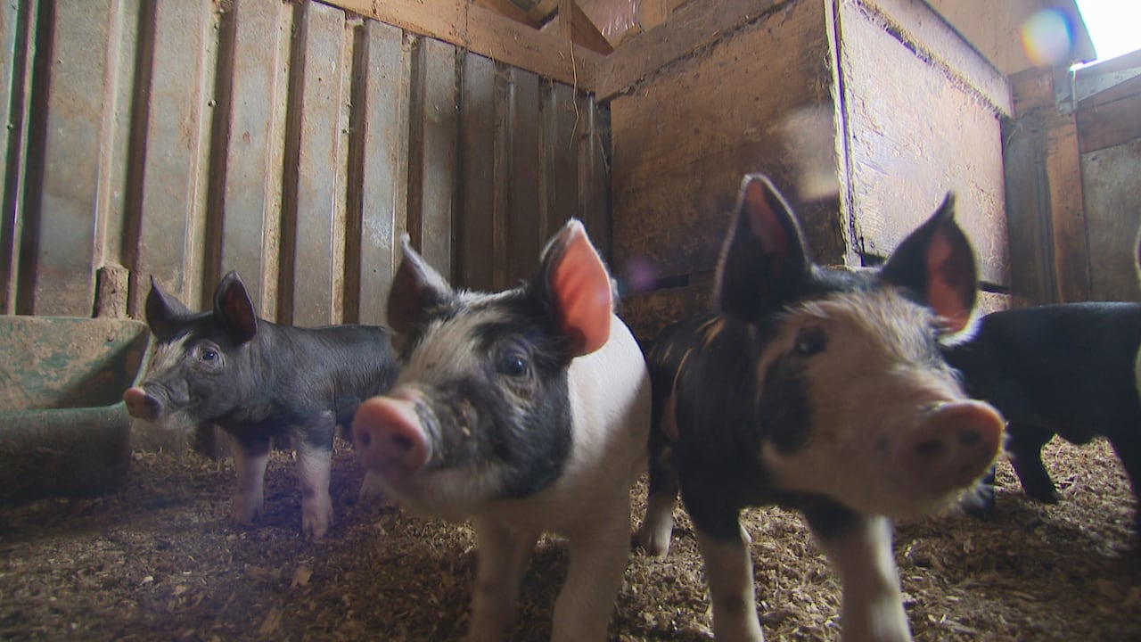 Canada’s pork industry to benefit from new swine testing regime