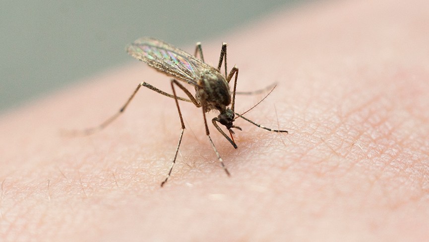 Hillsborough County called 'epicenter' of locally acquired dengue cases in Florida