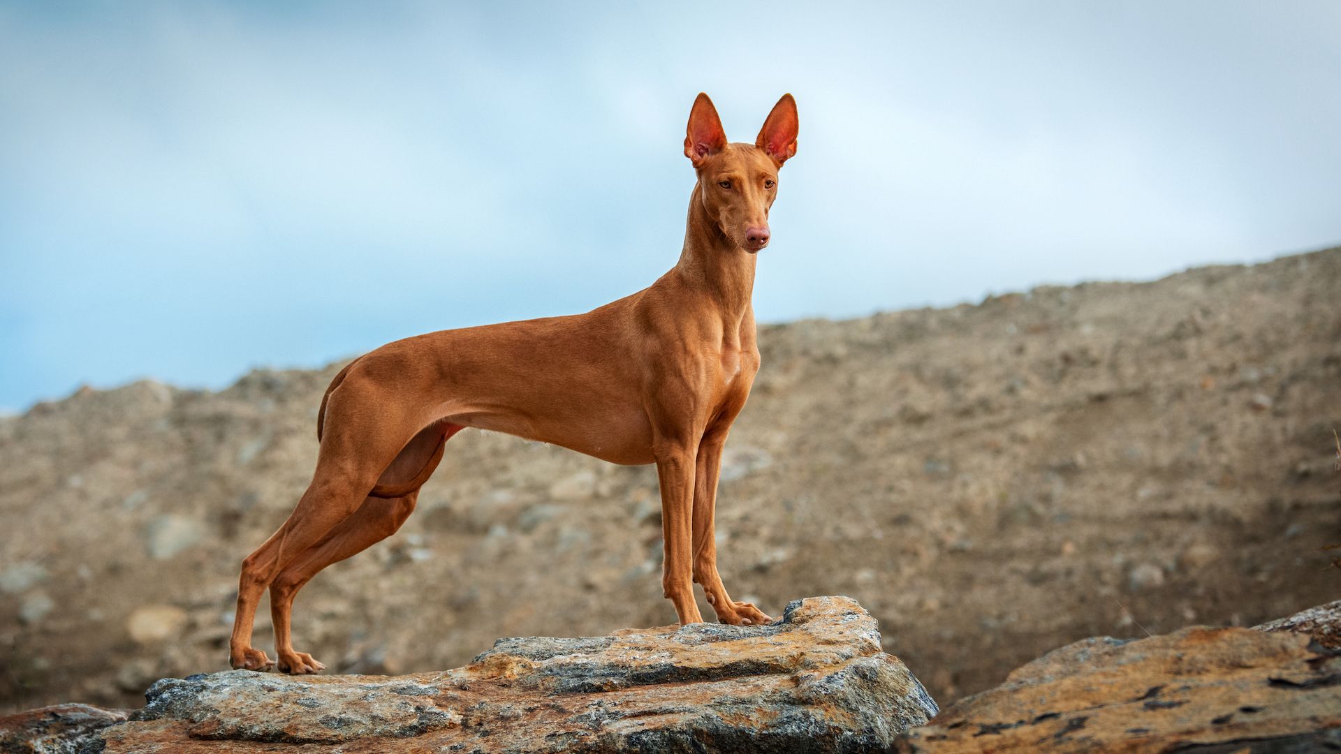 The most unpopular dog breeds