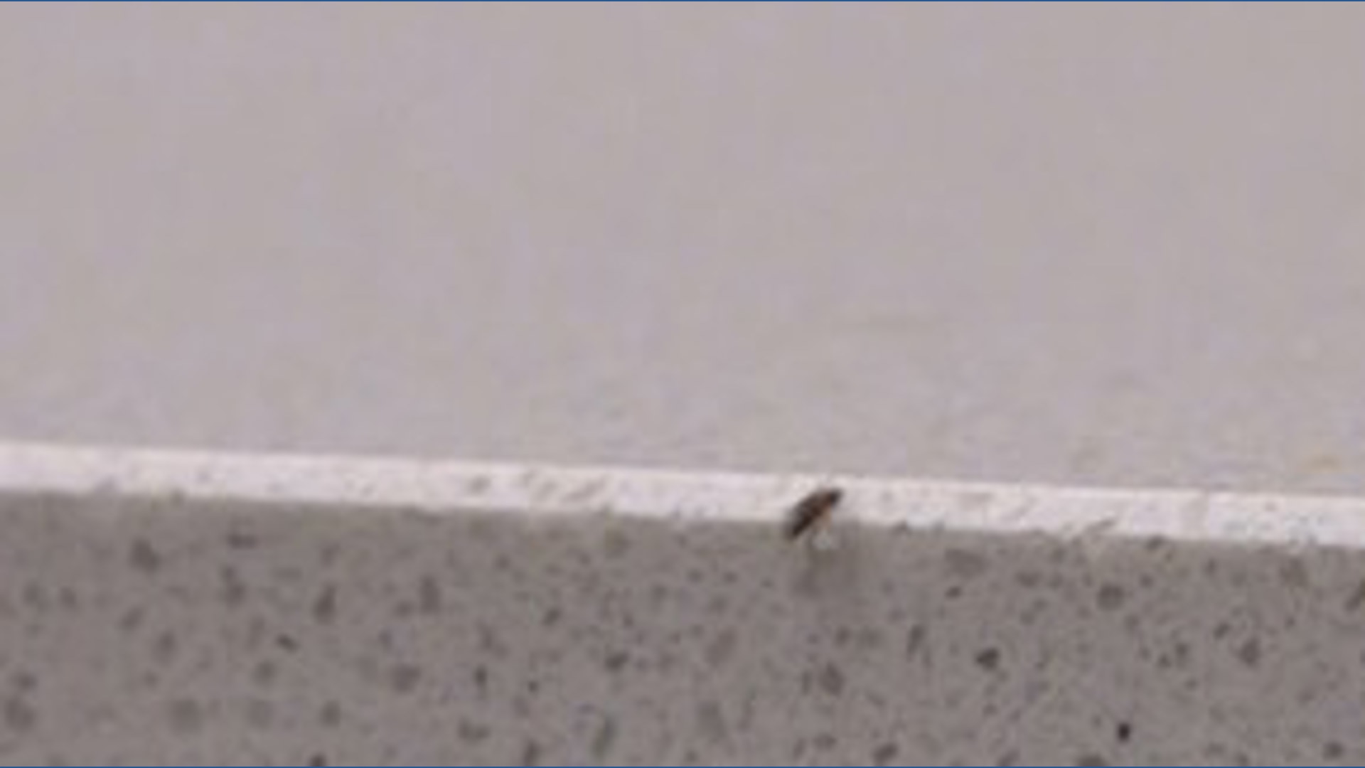 West Campus apartment residents report ongoing bug infestation