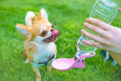 犬に『水分補給』をさせるときのタブー行為6選 水を飲んでくれないときの対処法まで解説