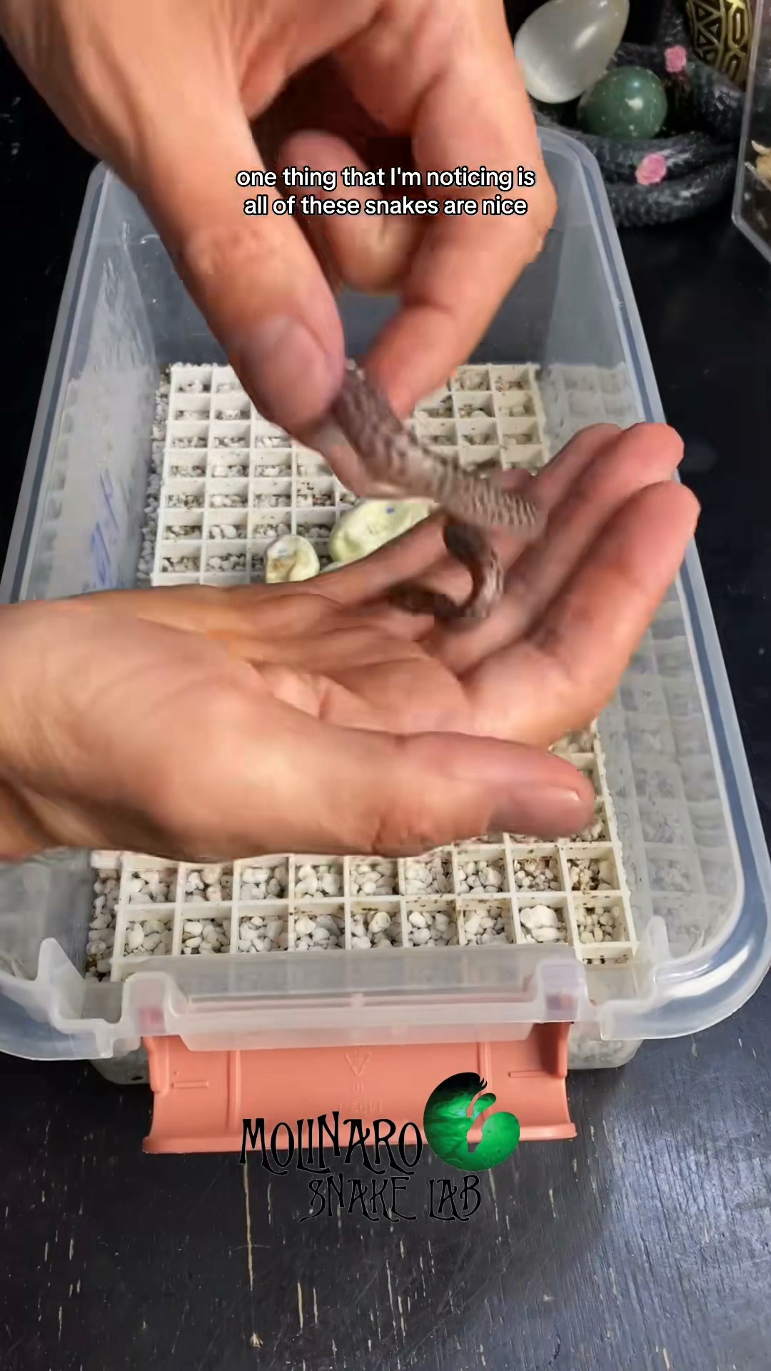Children's pythons are hatching!