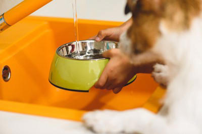 犬に『水分補給』をさせるときのタブー行為6選 水を飲んでくれないときの対処法まで解説