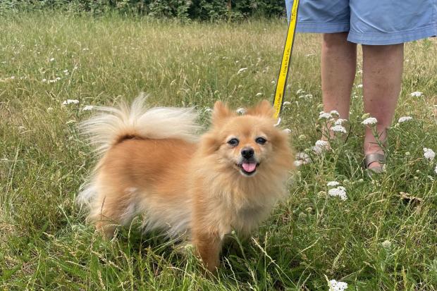 uk-s-most-popular-dog-name-fails-to-make-county-s-top-five