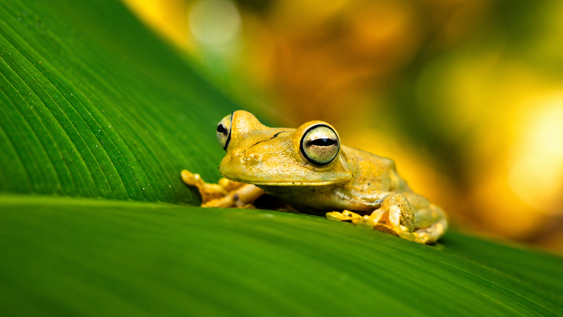Tiny tree frog rests on a giant tropical leaf