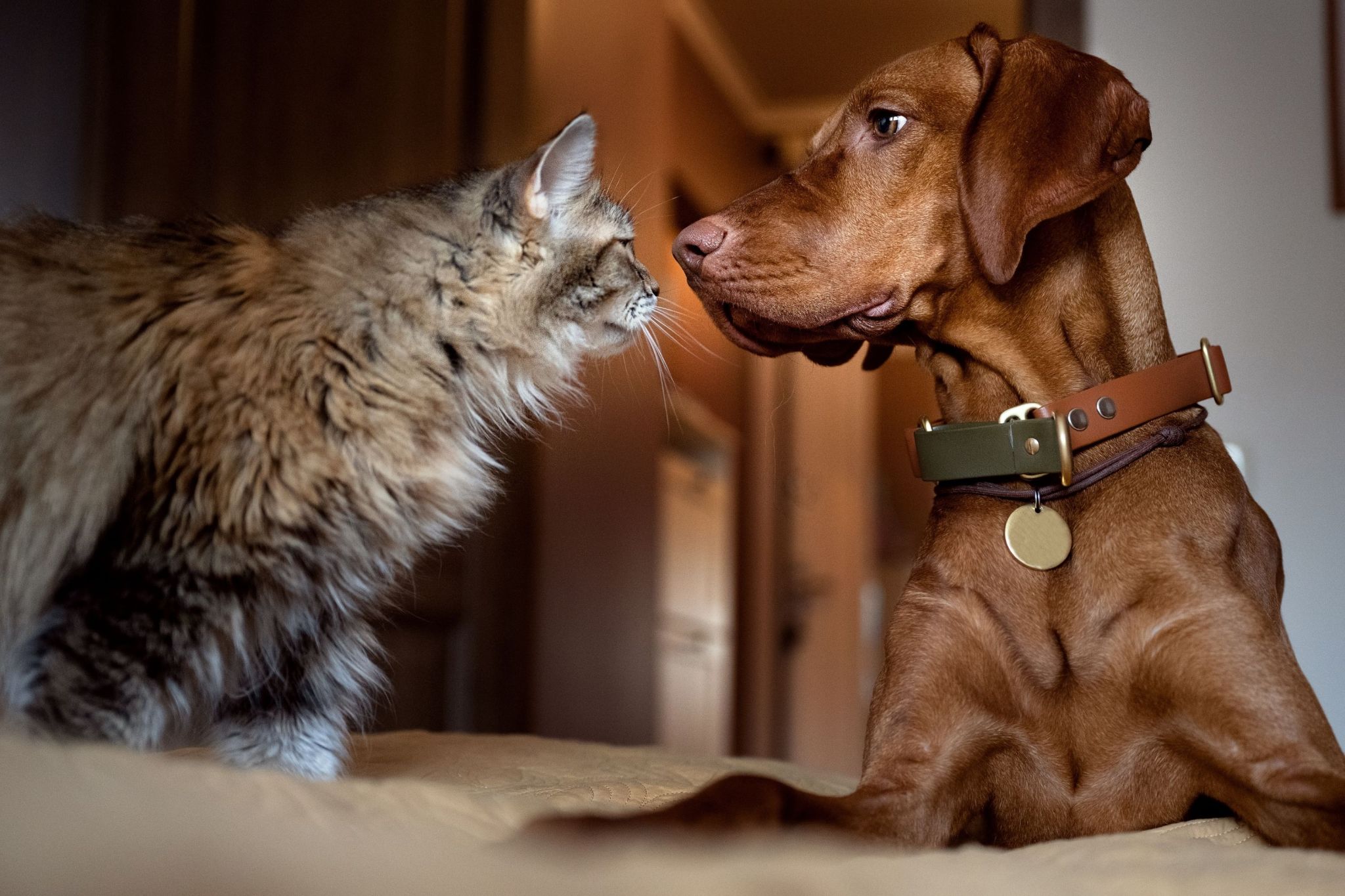 Cats vs. dogs: Map reveals the most popular pet in every state