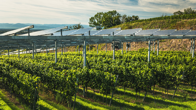 New solar farm designs aren't just for crops, they're helping workers too