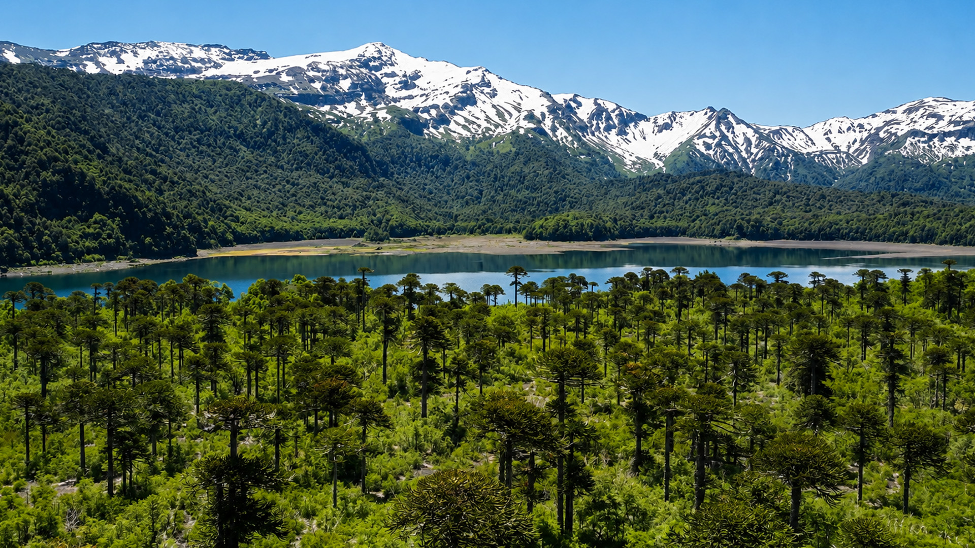 These unusual trees grow only in southern South America