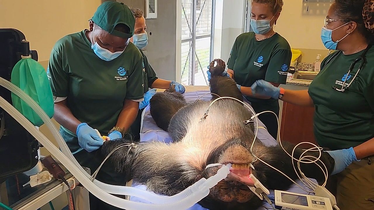 Former research chimpanzees in Liberia undergo health checks