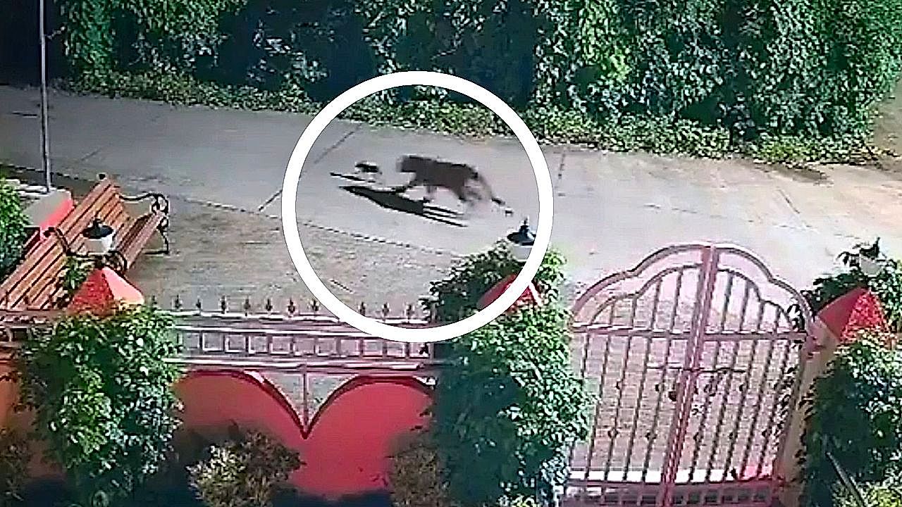 Leopard shows mercy and spares trapped puppy