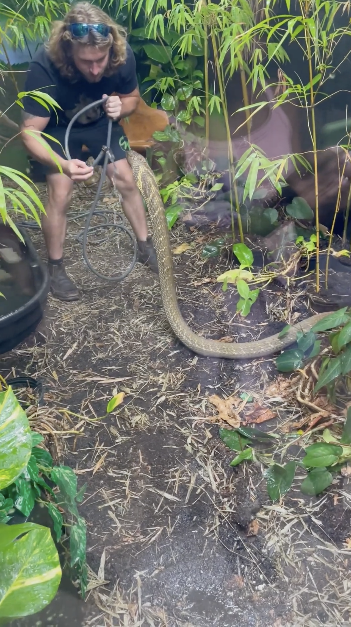 King cobra stops for a drink from a hose