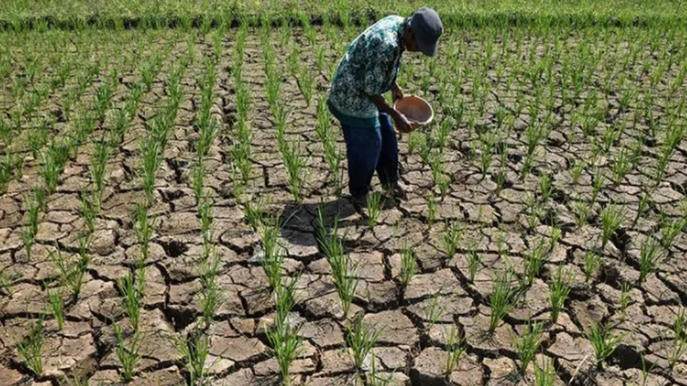 Waktu tinggal 20 hari, nasib 1.538 hektare padi di Pati bergantung pada pasokan air