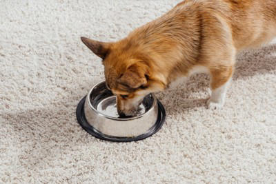 犬に『水分補給』をさせるときのタブー行為6選 水を飲んでくれないときの対処法まで解説